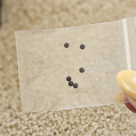 Kurt Geiger London Micro Top Handle Clutch Bag NWT - Picture 11 of 12